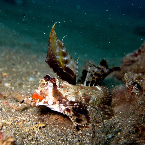 Fingered dragonet